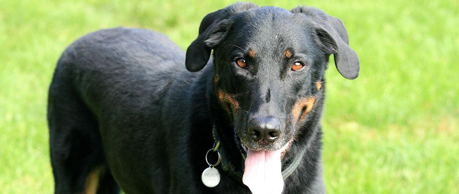 beauceron ou berger de Beauce
